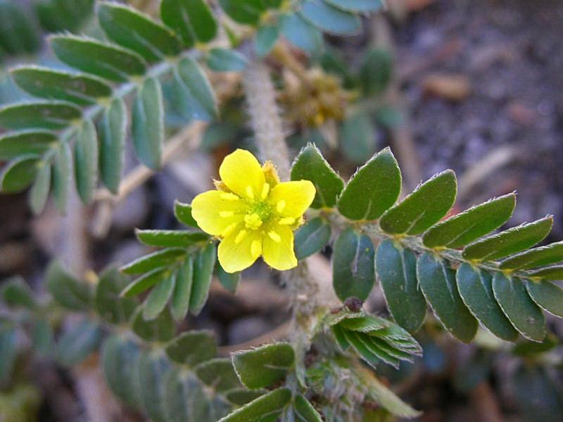 Tribulus terrestris / Tribolo